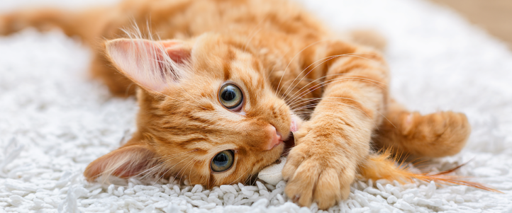 Netjes Meisje Uiterlijk Onderzoek: een kat als huisdier kost je maar liefst € 10.000!