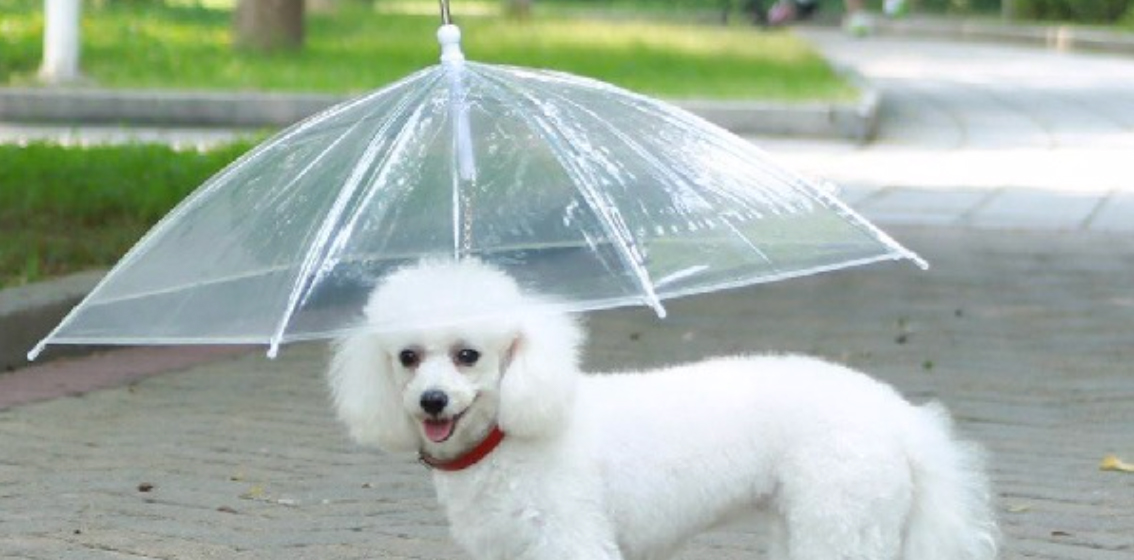Piket Symptomen Stroomopwaarts HEBBEN! Er bestaat een paraplu voor jouw hond! - 100%NL Magazine