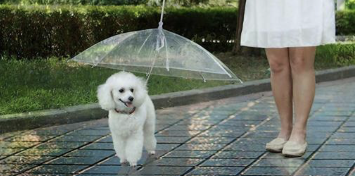 Piket Symptomen Stroomopwaarts HEBBEN! Er bestaat een paraplu voor jouw hond! - 100%NL Magazine