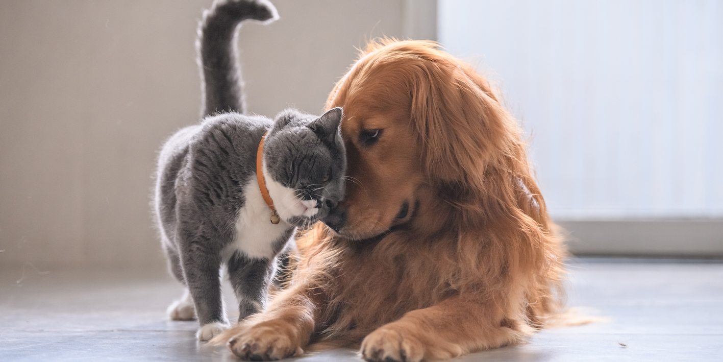 Je overleden kat of hond in de tuin begraven, mag dat?